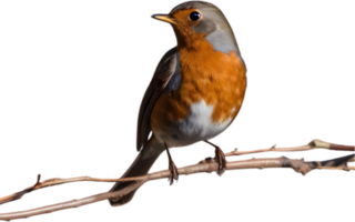 AI generated Cute robin perched on a branch. Ai-Generated. png