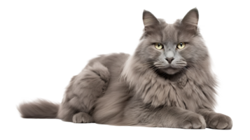 AI generated Napoleon Cat isolated on png background