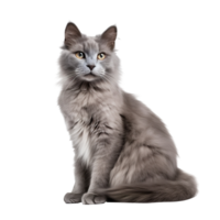 AI generated Napoleon Cat isolated on png background