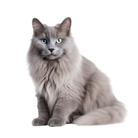 AI generated Napoleon Cat isolated on png background