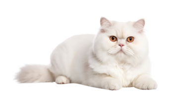 AI generated Napoleon Cat isolated on png background