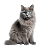 AI generated Napoleon Cat isolated on png background