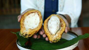 Fresco cacao vaina cortar exposición semillas cacao Fruta cortar en medio, en horizontal y vertical dirección, Fresco cacao vaina cortar exposición cacao semillas, blanco semilla y pulpa. video