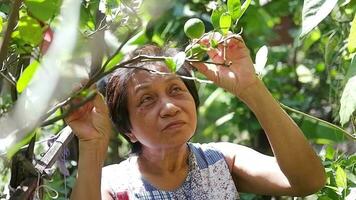 asiático mayor mayor mujer es sonriente para jardinería con kaffir Lima planta y orgánico Fresco cosechado vegetales en jardín a casa. mayor y sano en Jubilación concepto video