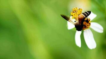 4x lento movimiento de un abeja buscando para néctar desde un flor en naturaleza. video