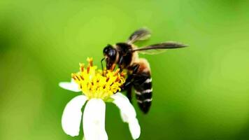 4x langzaam beweging van een bij zoeken voor nectar van een bloem in natuur. video