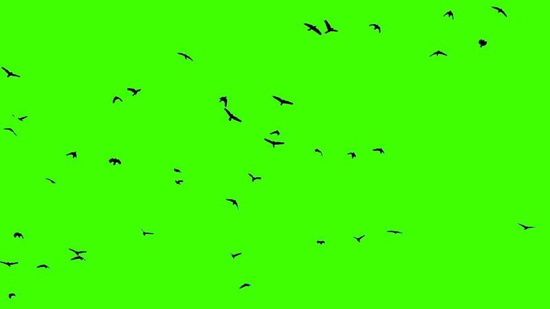 Green Screen Background Stock Video Footage for Free Download