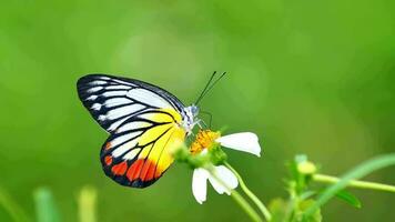 4x lento movimiento de un mariposa buscando néctar desde un flor en naturaleza. video