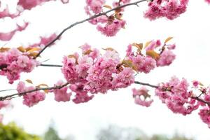 cherry blossom background with lovely pink color photo