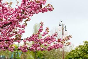 A European mother in a respirator with her daughter are standing near flowering tree. protective mask to save herself from virus. photo