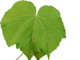 papaya leaf for healthcare, a remarkable health benefits in traditional medicine png