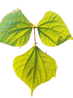 growing Hyacinth Bean green leaf,  a vigorous climbing vine renowned for its lush green foliage png