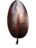 singular Ficus elastica leaf, an exquisite and striking botanical marvel png