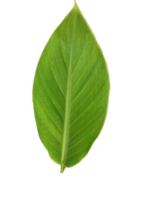 esmeralda elegância, singular canna lírio verde folha png