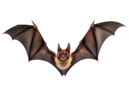 ai généré en volant chauve souris isolé sur transparent Contexte png