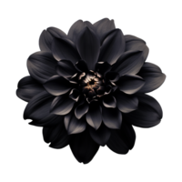 AI generated Black flower isolated on transparent background png