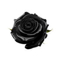 ai gerado Preto rosa isolado em transparente fundo png