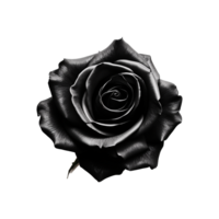 AI generated Black rose isolated on Transparent background png