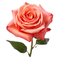 ai généré rouge Rose isolé sur transparent Contexte png