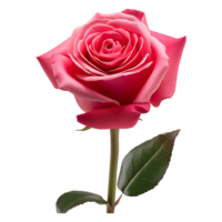 ai généré rouge Rose isolé sur transparent Contexte png