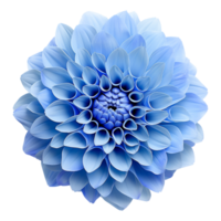 AI generated Blue flower isolated on Transparent background png