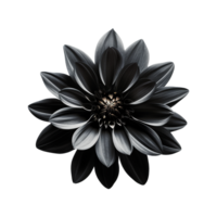 AI generated Black flower isolated on transparent background png