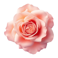 ai generiert rot Rose isoliert auf transparent Hintergrund png