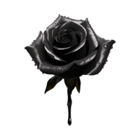 AI generated Black rose isolated on Transparent background png