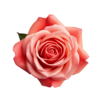 AI generated Red rose isolated on Transparent background png