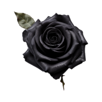 ai généré noir Rose isolé sur transparent Contexte png