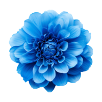 AI generated Blue flower isolated on Transparent background png