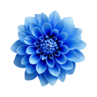 ai generiert Blau Blume isoliert auf transparent Hintergrund png