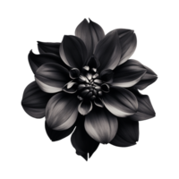 AI generated Black flower isolated on transparent background png