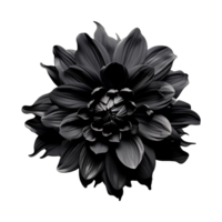 AI generated Black flower isolated on transparent background png