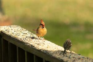 Female cardinal coming out to the wooden railing for birdseed. Her brown feathers are designed for camouflage as opposed to the bright red of the male. Her little orange beak pointed outward. photo