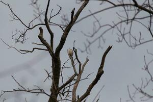 This beautiful red-bellied woodpecker sat perched on the branch of the tree. The little red head sticks out with white body. The tree he is in has dark bark and pretty brown flower buds. photo