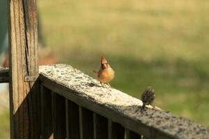 Female cardinal coming out to the wooden railing for birdseed. Her brown feathers are designed for camouflage as opposed to the bright red of the male. Her little orange beak pointed outward. photo