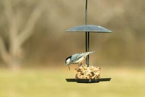This cute little nuthatch came out to the birdseed cake for some food. This bird has a grey and black body with a white face. The food is hanging on a black metal stand. photo