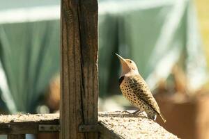 This beautiful northern flicker came out to this wooden post to get some food. The very colorful woodpecker is right below the suet cage. The black striped feathers on his back look pretty. photo