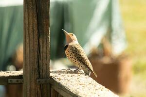 This beautiful northern flicker came out to this wooden post to get some food. The very colorful woodpecker is right below the suet cage. The black striped feathers on his back look pretty. photo