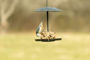 This cute little nuthatch came out to the birdseed cake for some food. This bird has a grey and black body with a white face. The food is hanging on a black metal stand. photo