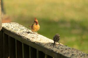 Female cardinal coming out to the wooden railing for birdseed. Her brown feathers are designed for camouflage as opposed to the bright red of the male. Her little orange beak pointed outward. photo