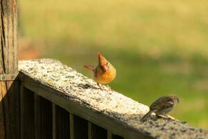 Female cardinal coming out to the wooden railing for birdseed. Her brown feathers are designed for camouflage as opposed to the bright red of the male. Her little orange beak pointed outward. photo