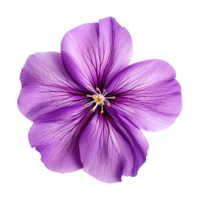 ai generado Violeta flor aislado en transparente antecedentes png