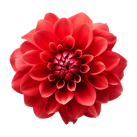 AI generated Red flower isolated on Transparent background png