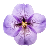 ai generado Violeta flor aislado en transparente antecedentes png