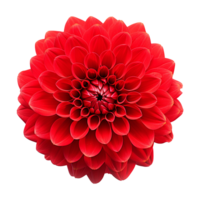 AI generated Red flower isolated on Transparent background png