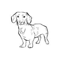 A line drawn Dachshund dog posing. Drawn by hand in a line drawn sketchy style with shading. Drawn on procreate using an Apple Pencil. vector