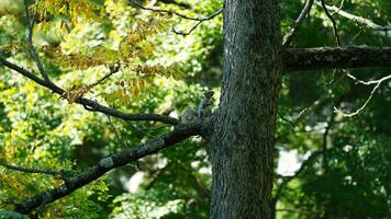 One little squirrel climbing on the tree photo