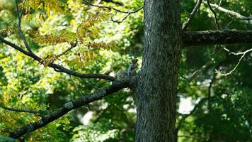 One little squirrel climbing on the tree photo